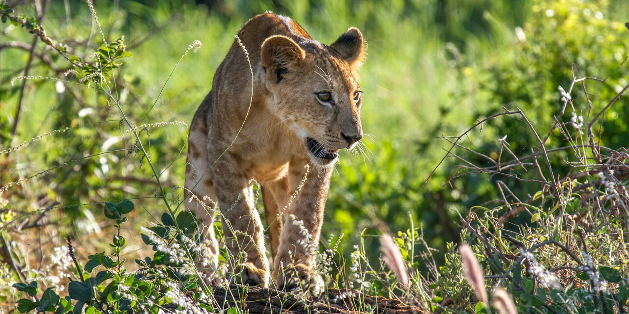 tilbud safari afrika tilbud safari afrika
